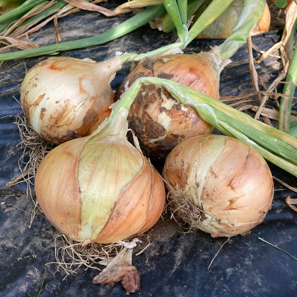 606 Onion