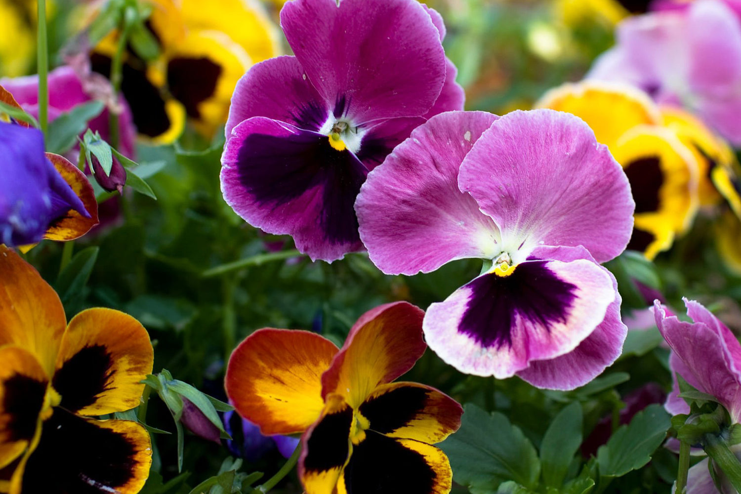606 Pansy Matrix