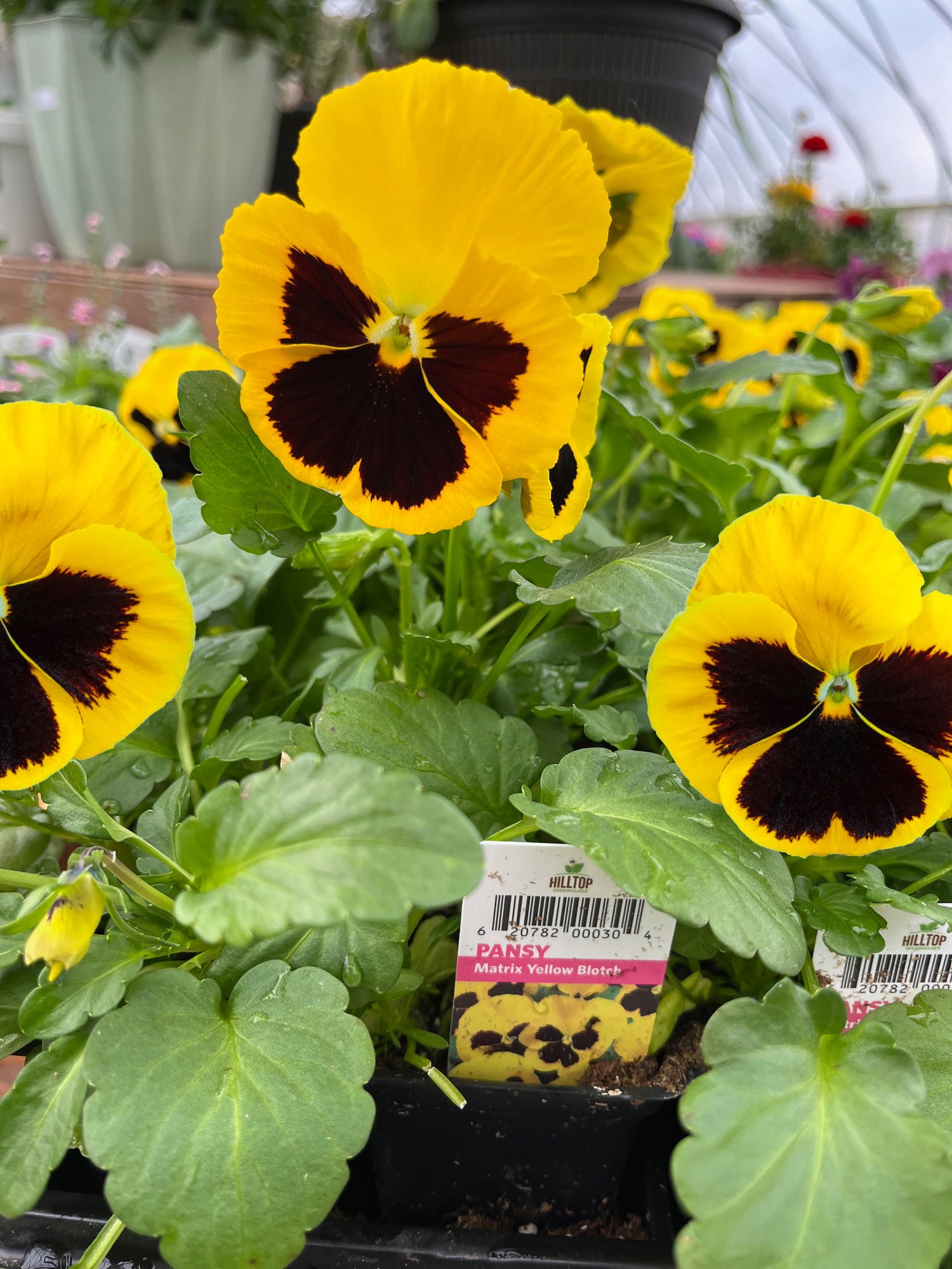606 Pansy Matrix