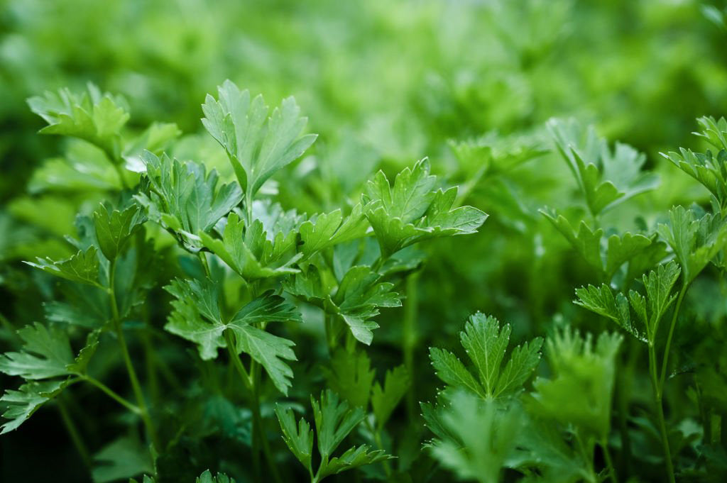 4" Parsley