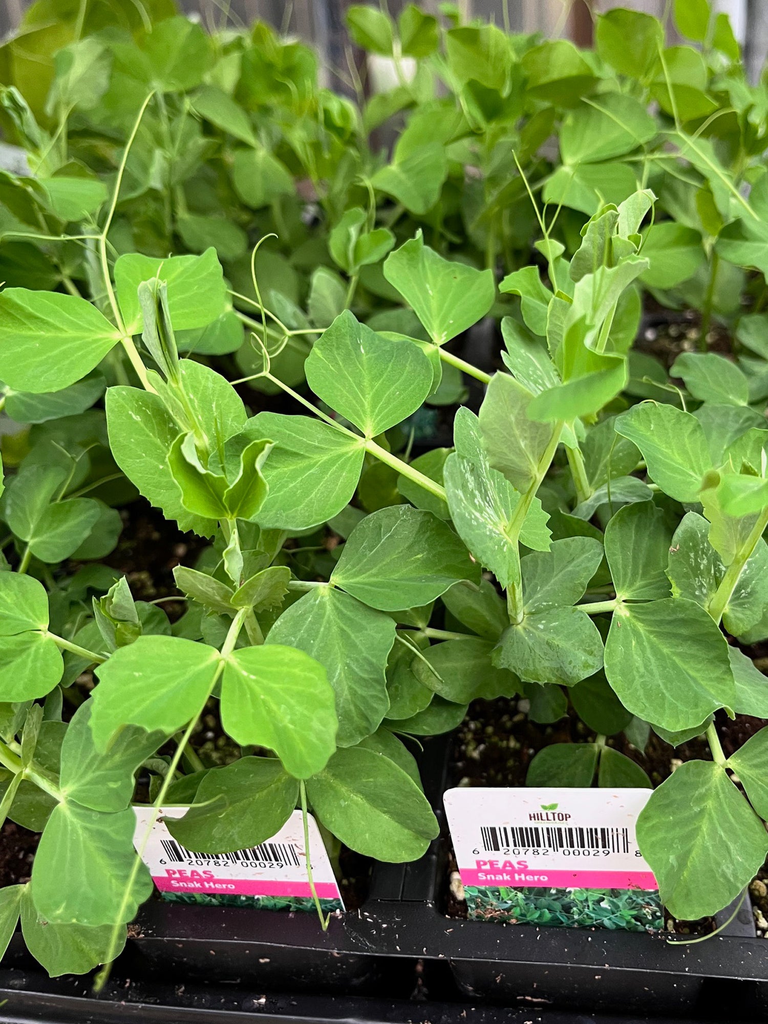 606 Pea