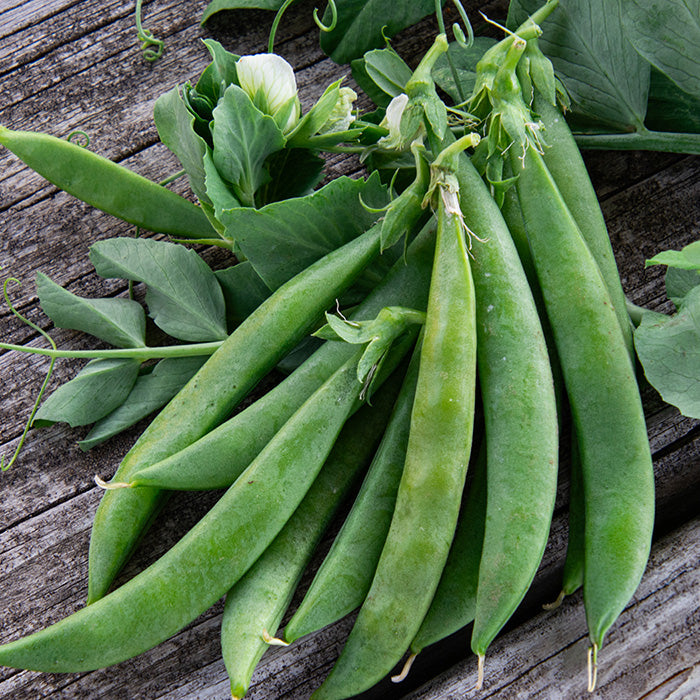 606 Pea