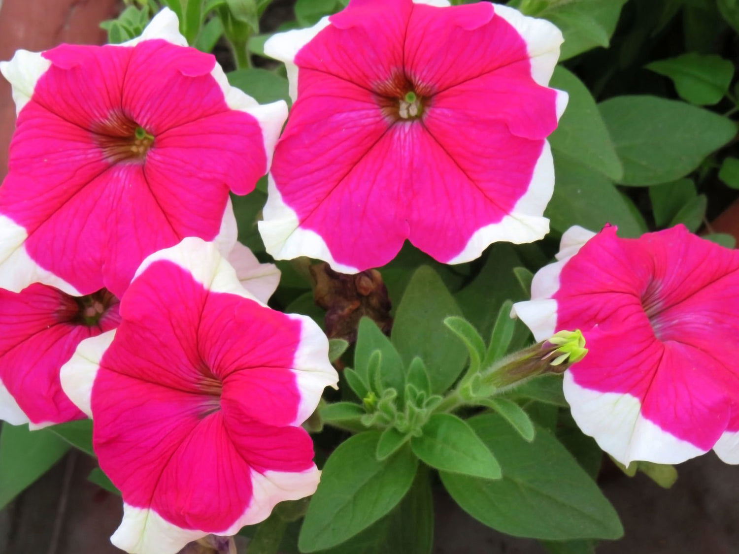 606 Petunia Limbo