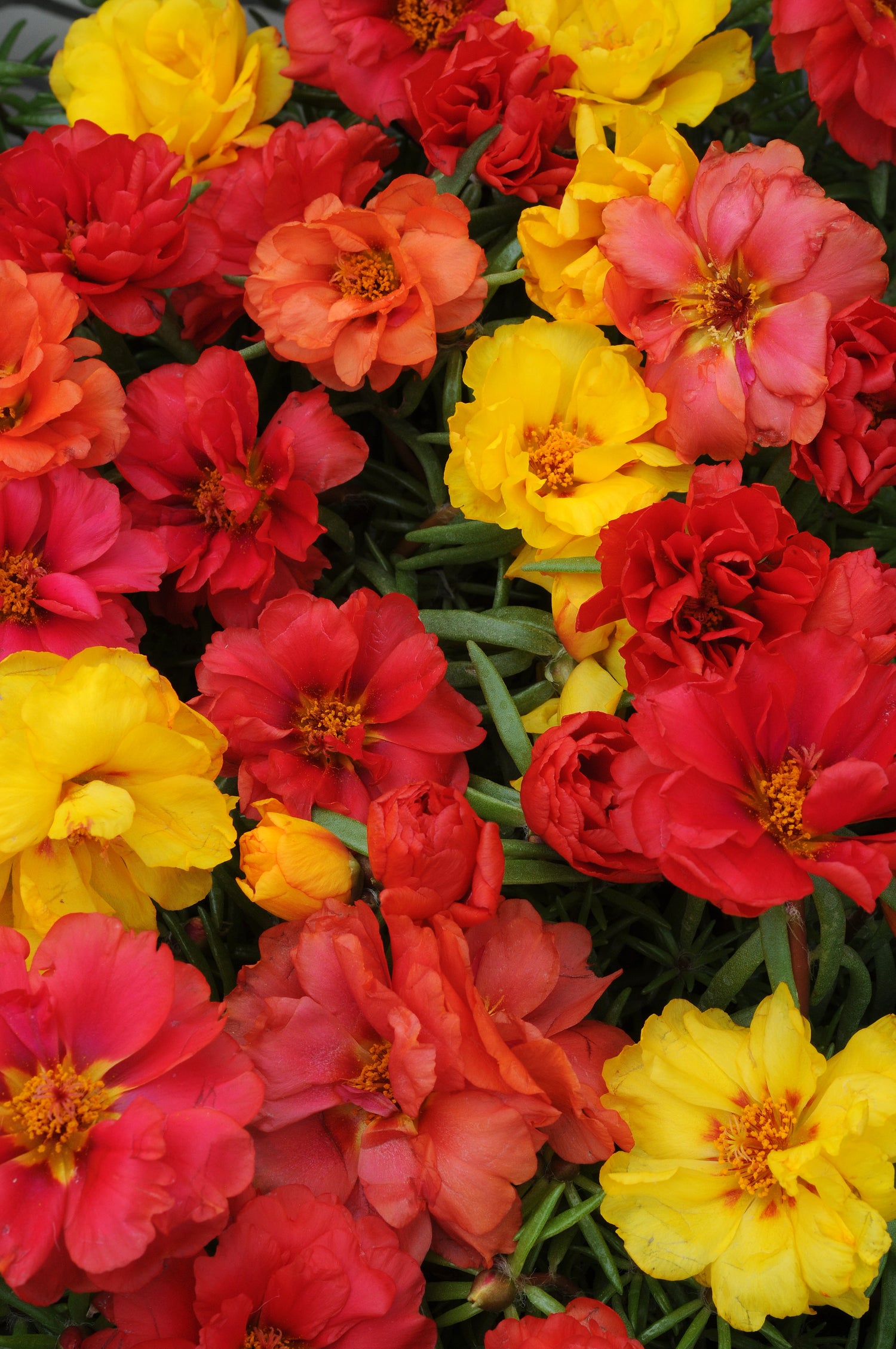 606 Portulaca Happy Hour Tropical