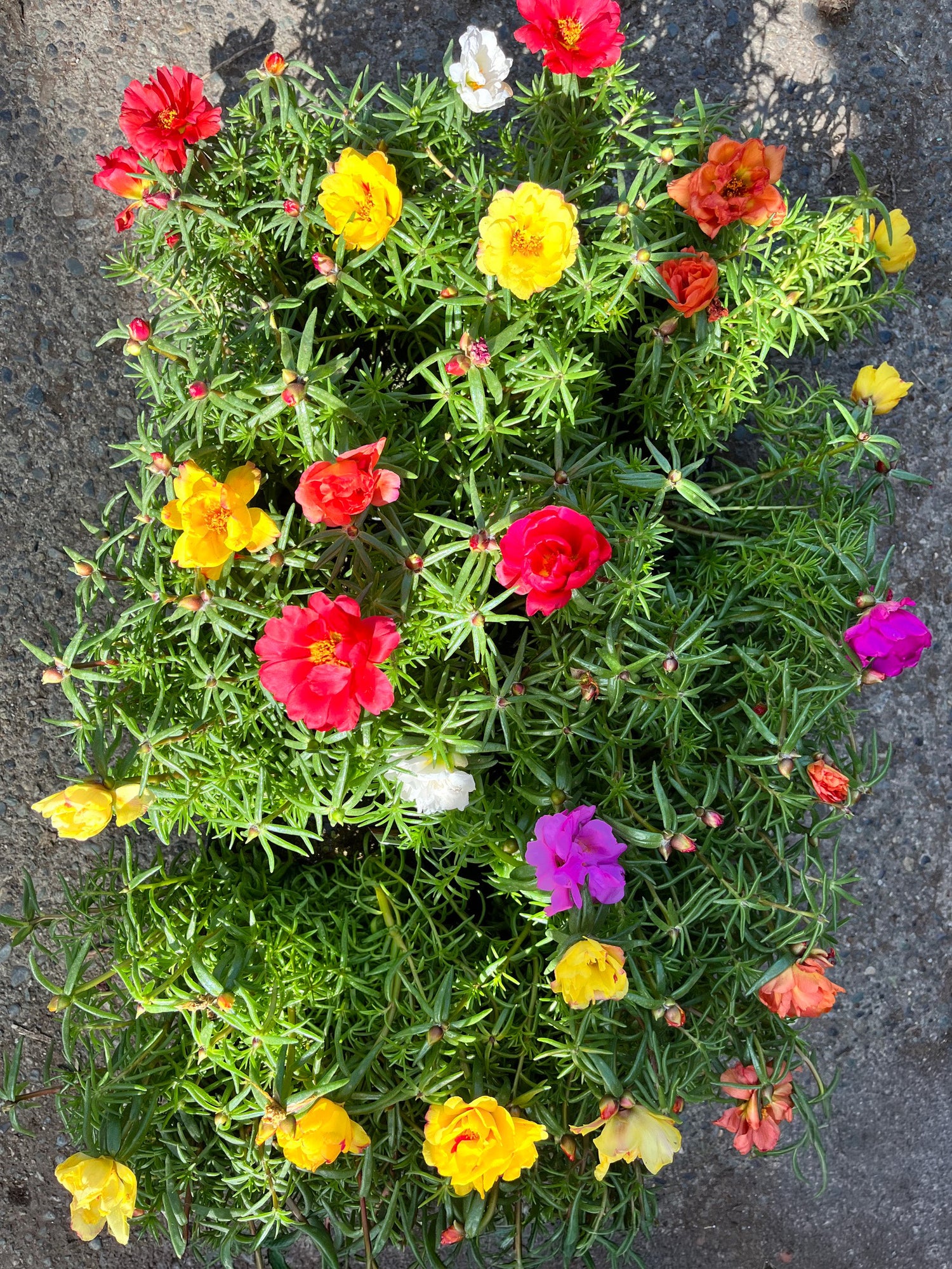 606 Portulaca Happy Hour Tropical
