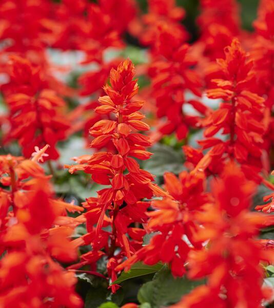 606 Salvia Reddy