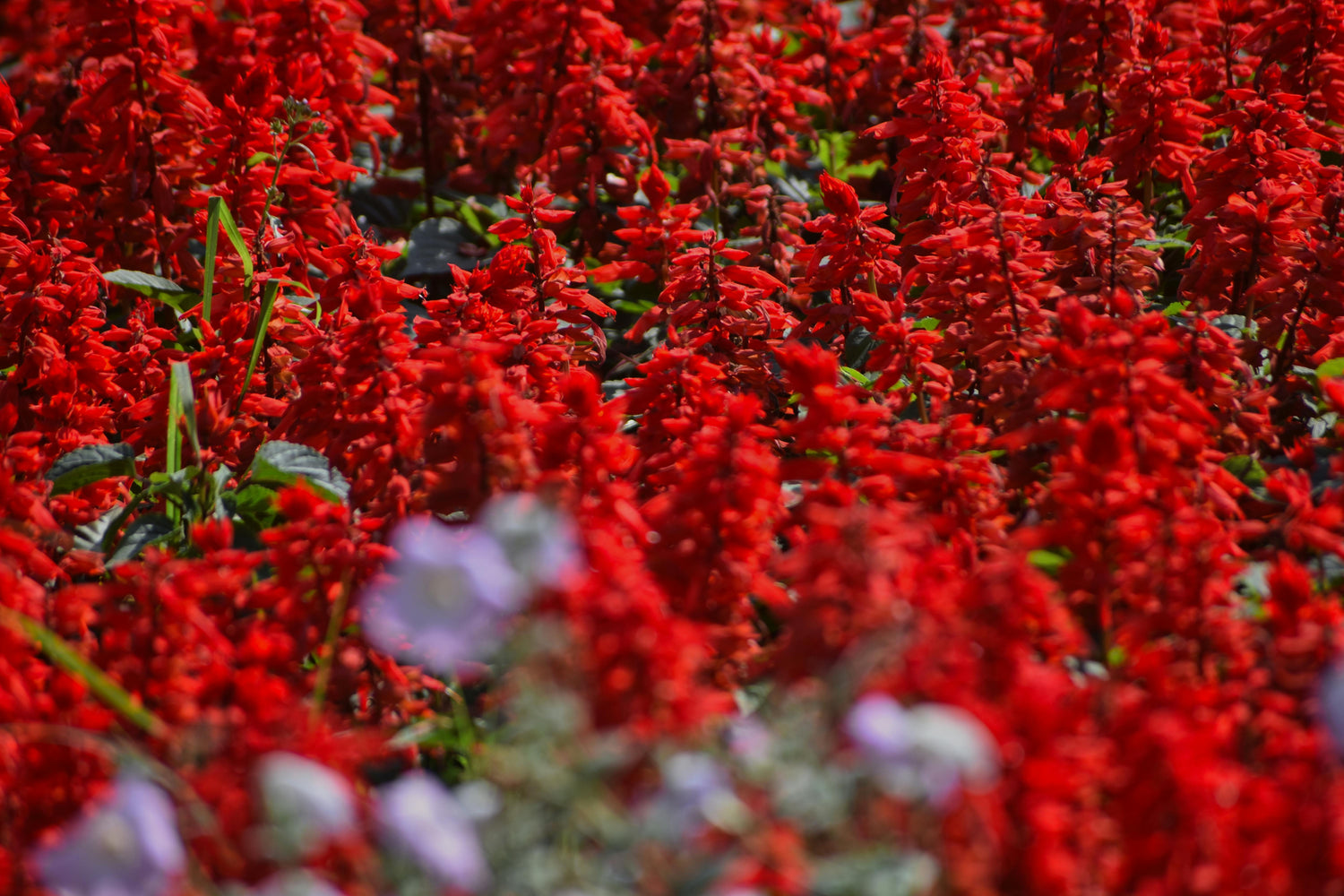 606 Salvia Reddy
