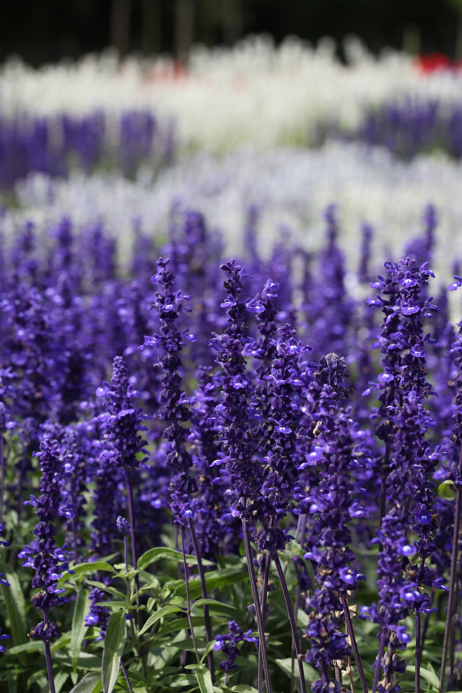 606 Salvia Victoria
