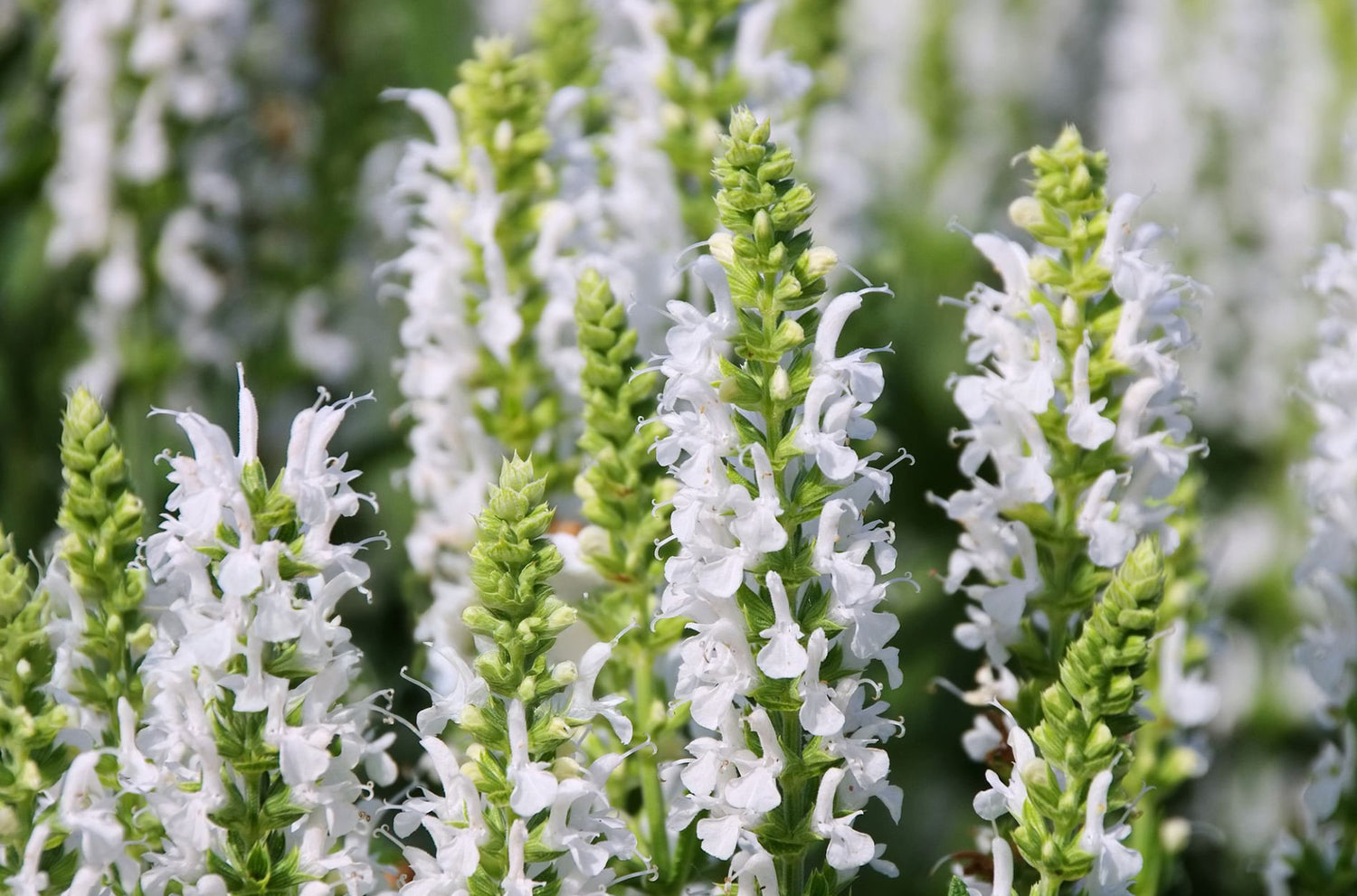 606 Salvia Victoria
