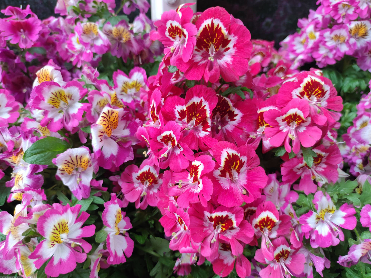 606 Schizanthus Atlantis