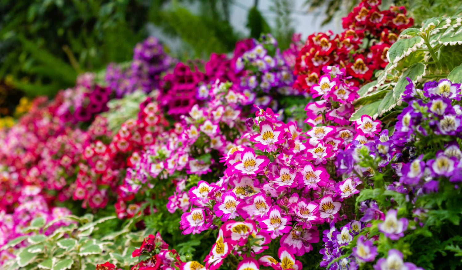 606 Schizanthus Atlantis