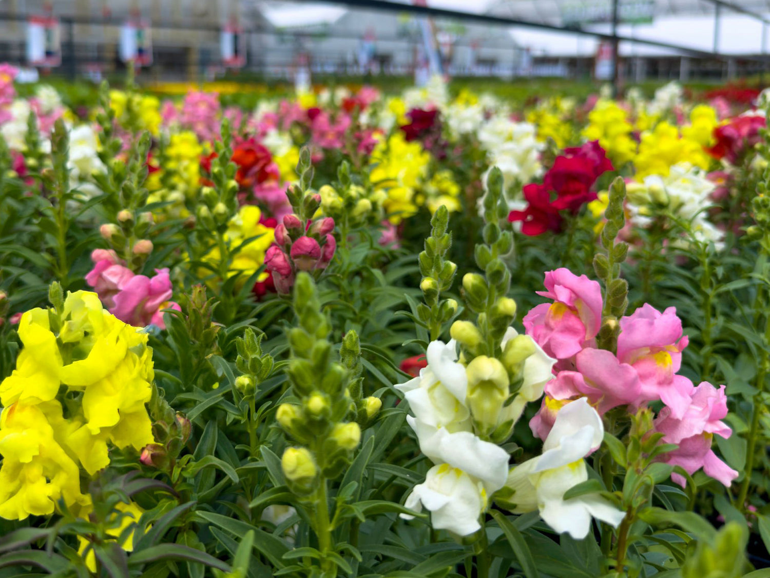 606 Snapdragon Snaptini