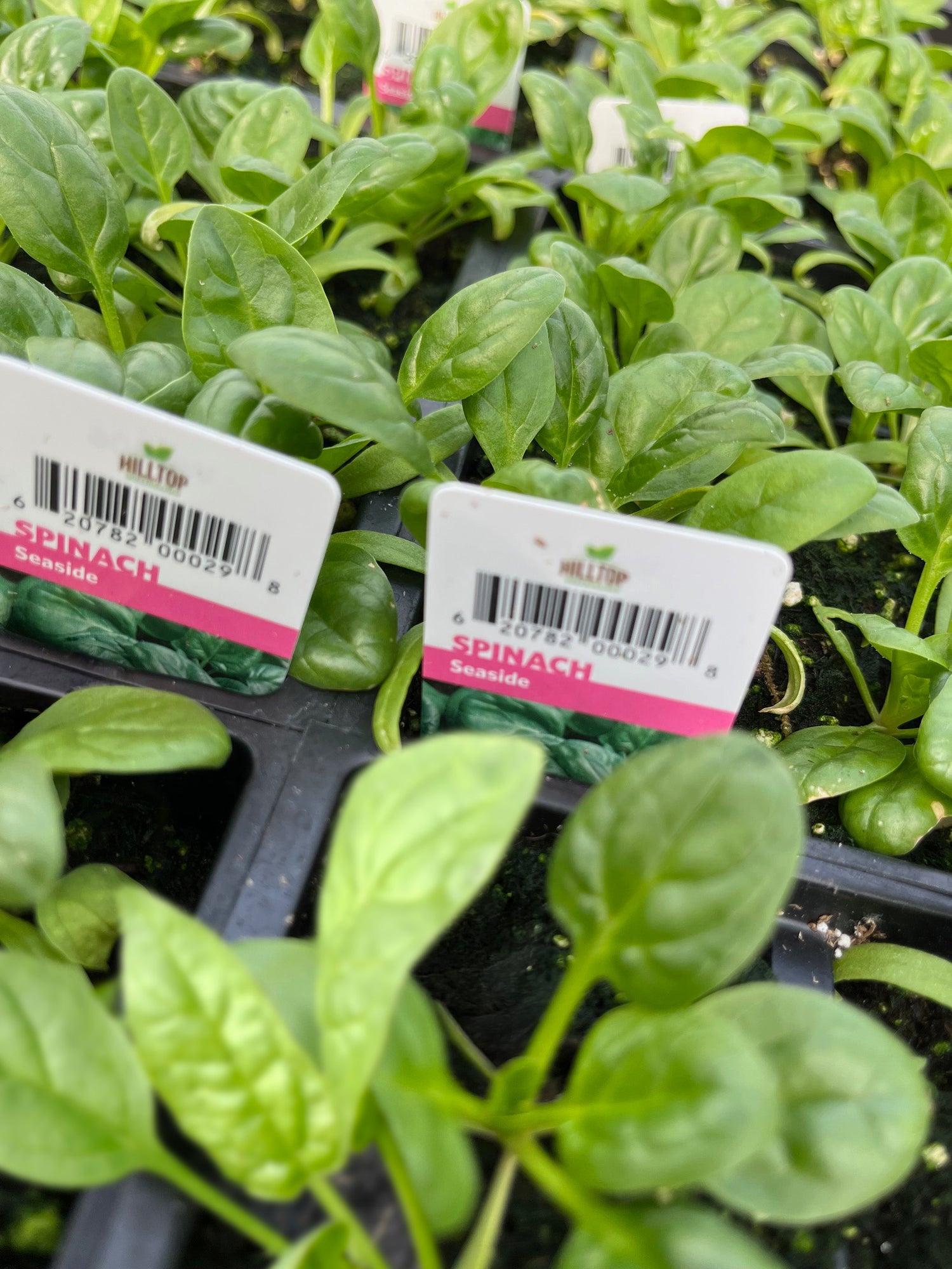 606 Spinach