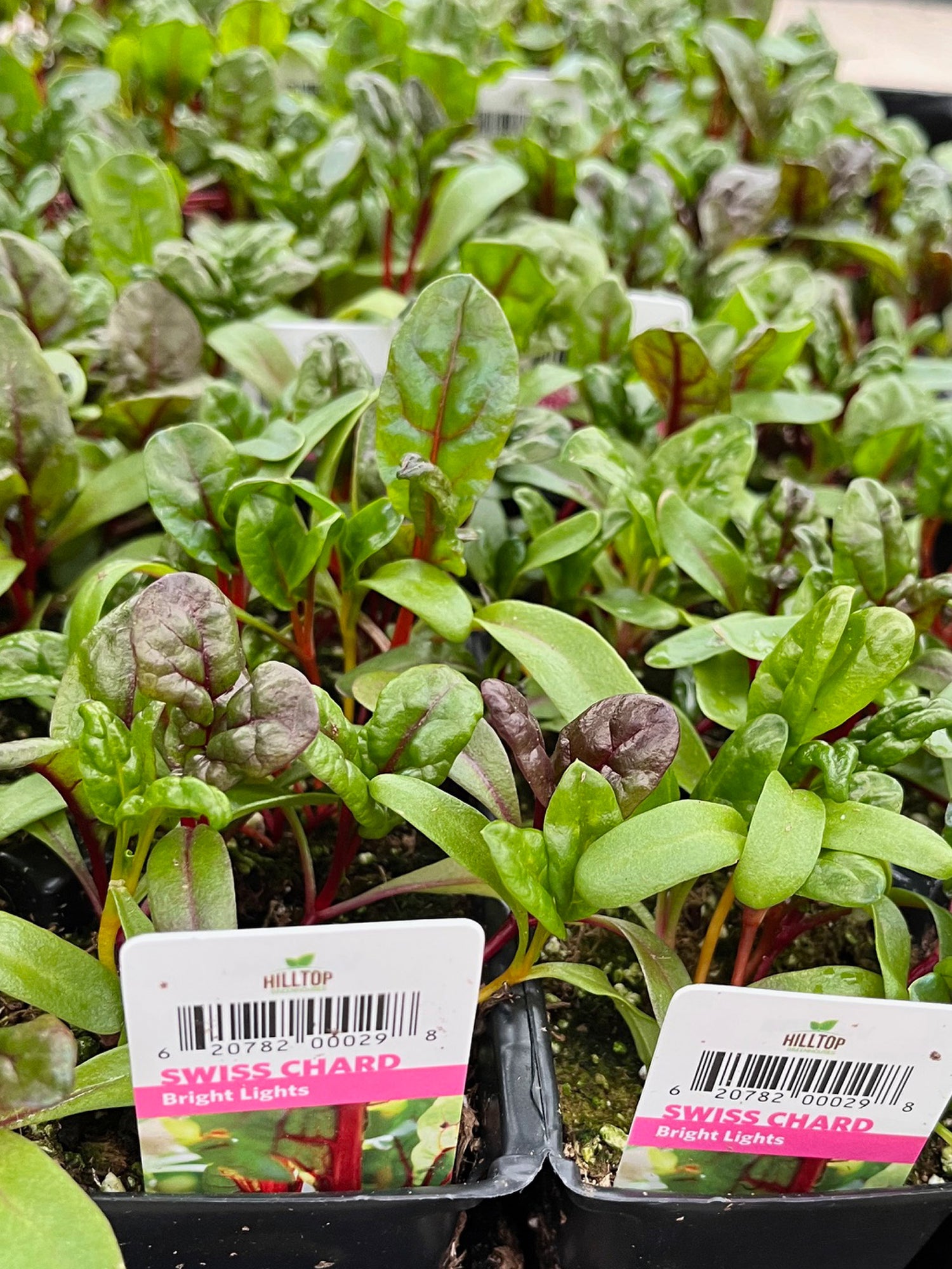 606 Swiss Chard