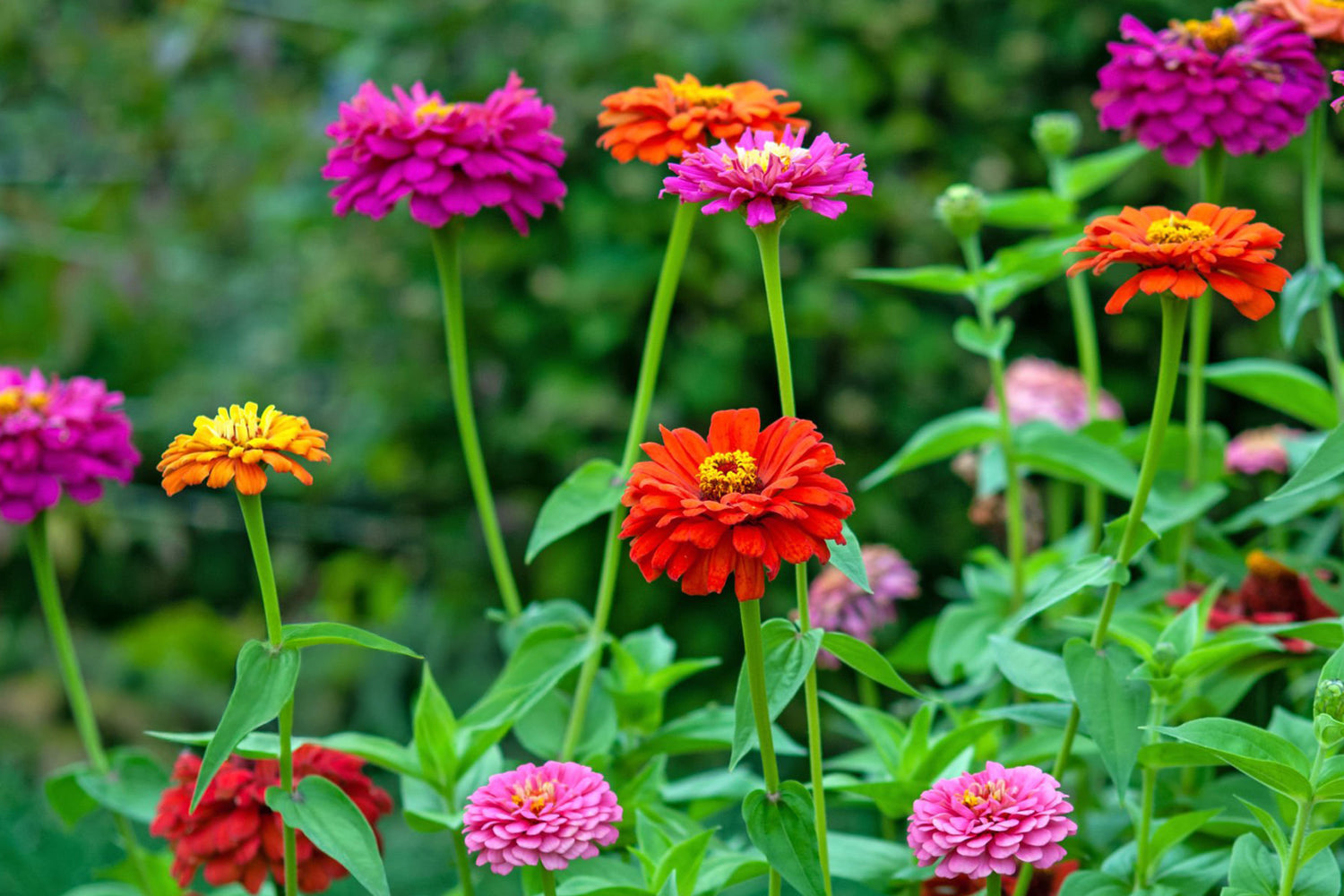 606 Zinnia Zahara Double