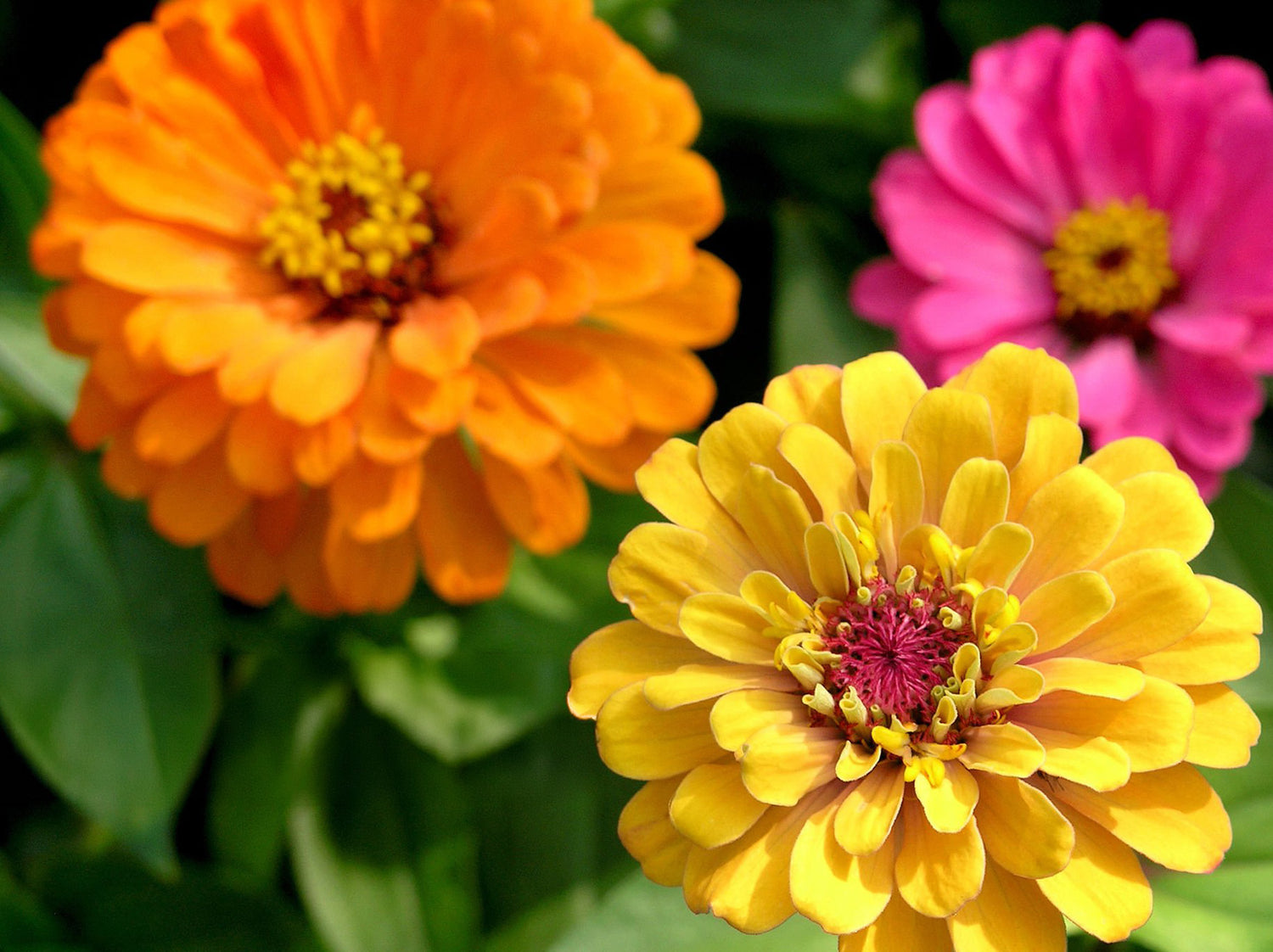 606 Zinnia Zahara Double