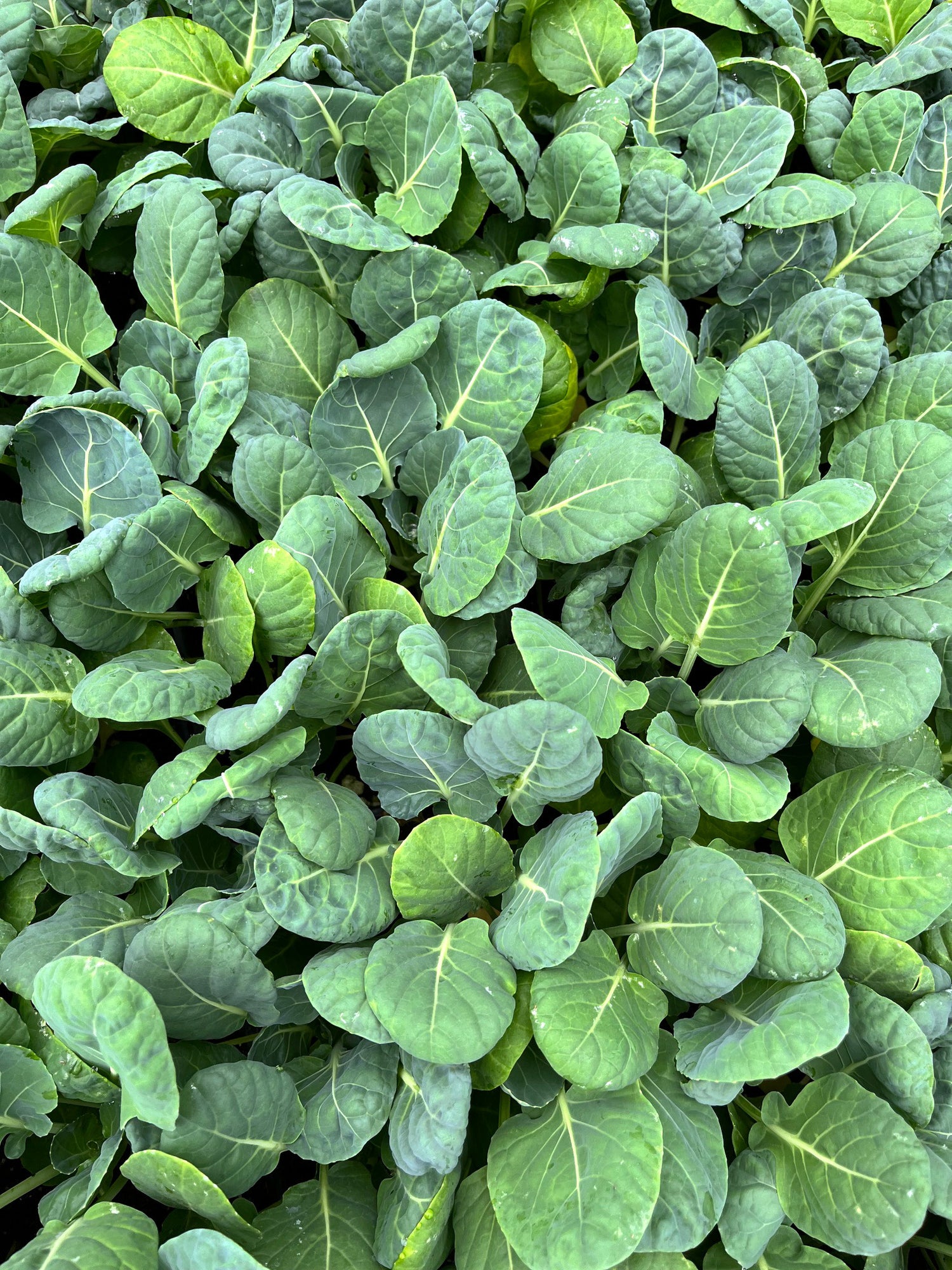 606 Brussell Sprouts