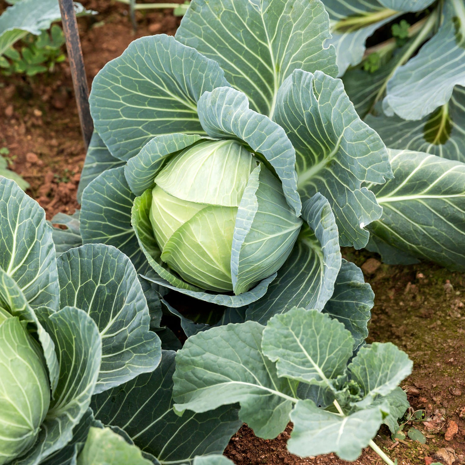 606 Cabbage