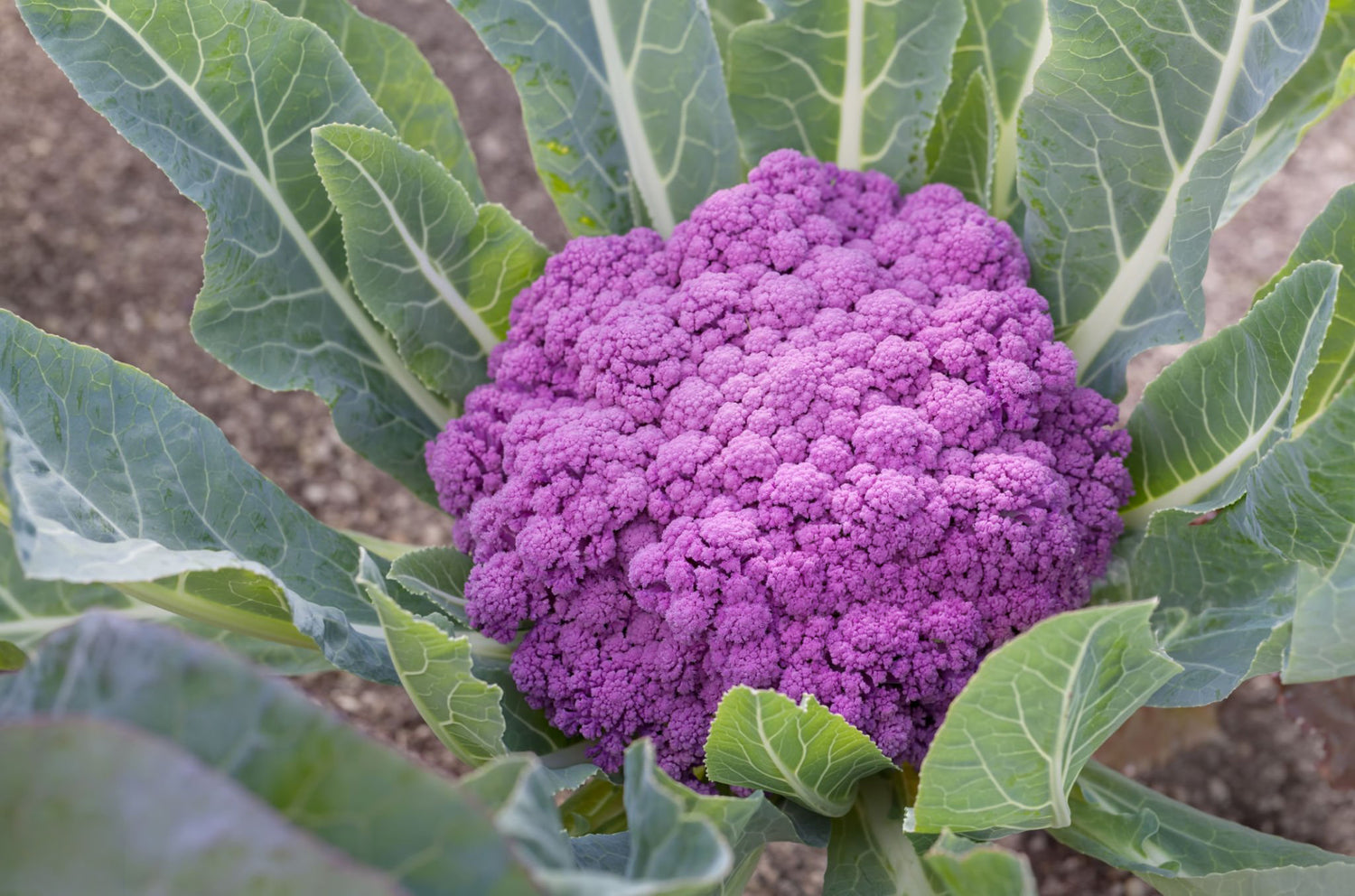 606 Cauliflower