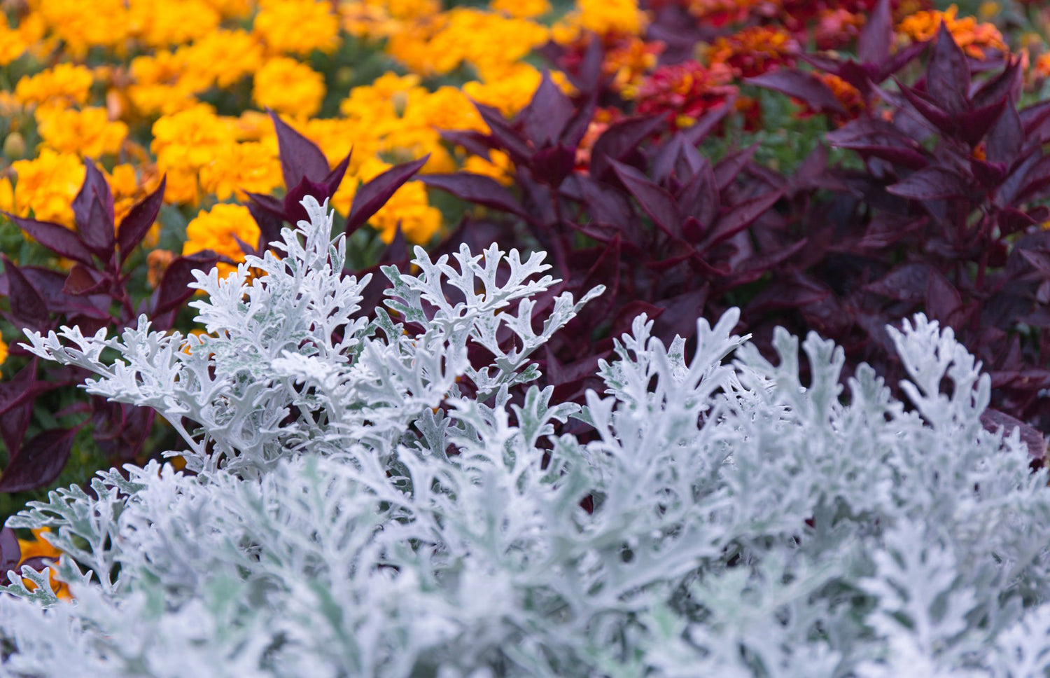 606 Dusty Miller