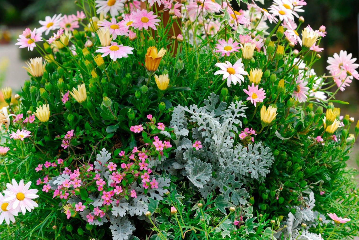 606 Dusty Miller