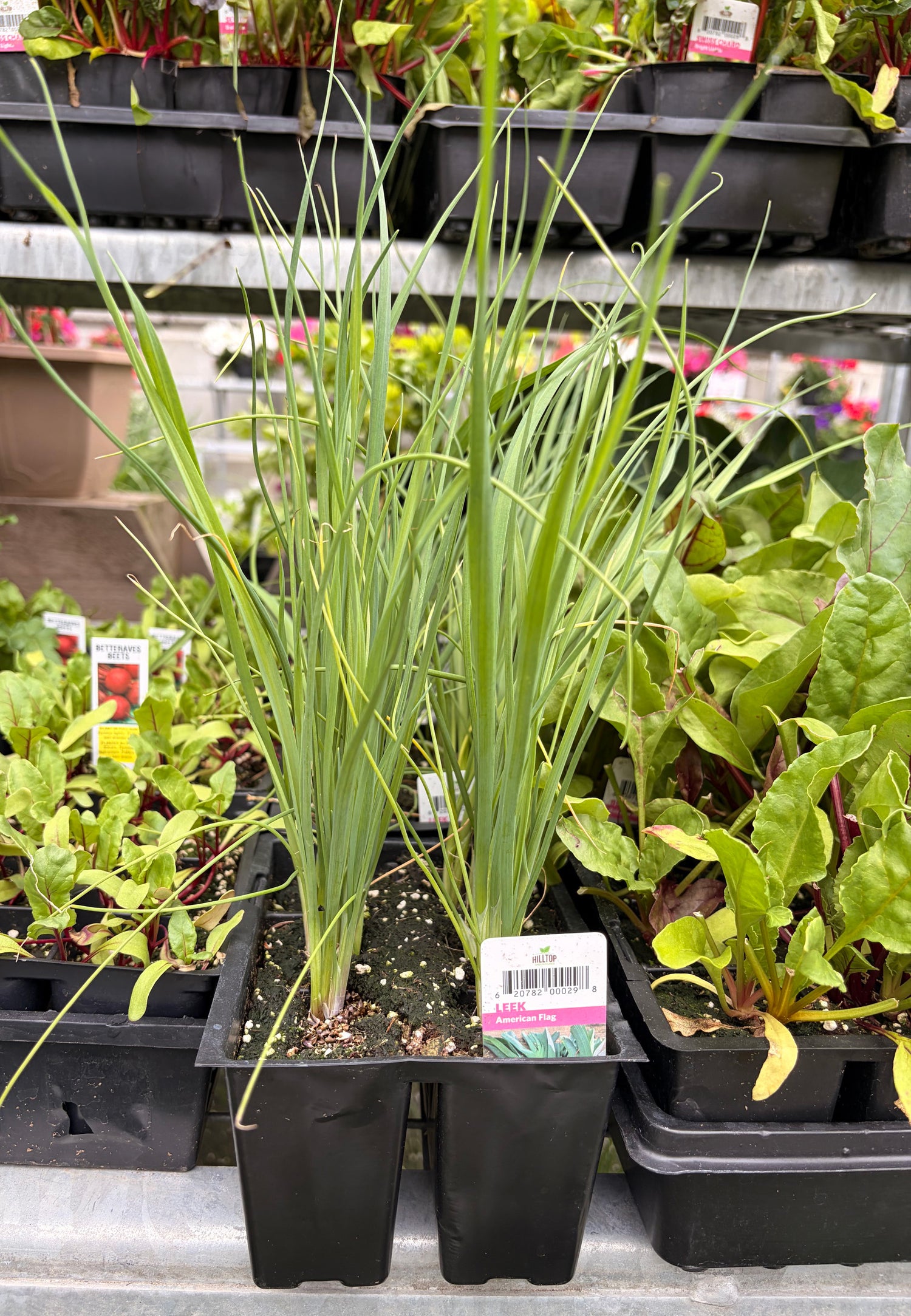606 Leeks