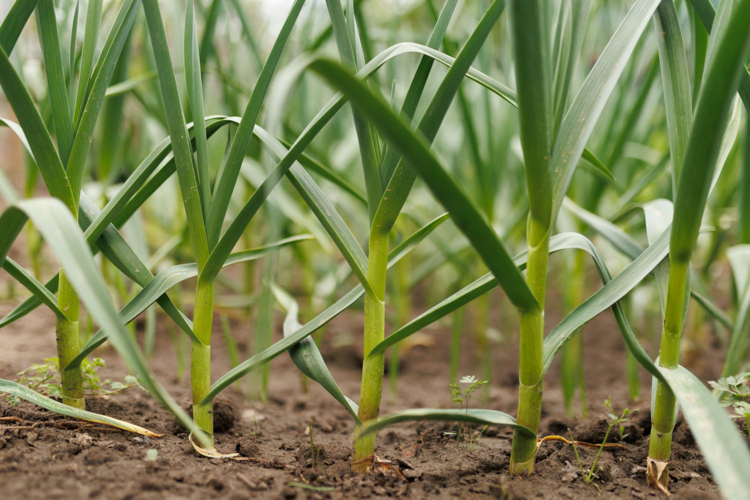 606 Leeks