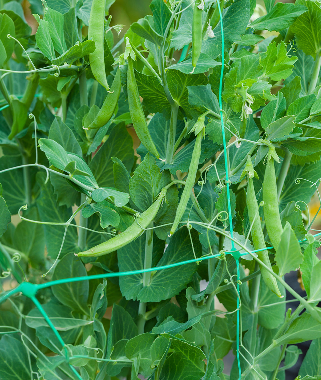 606 Pea