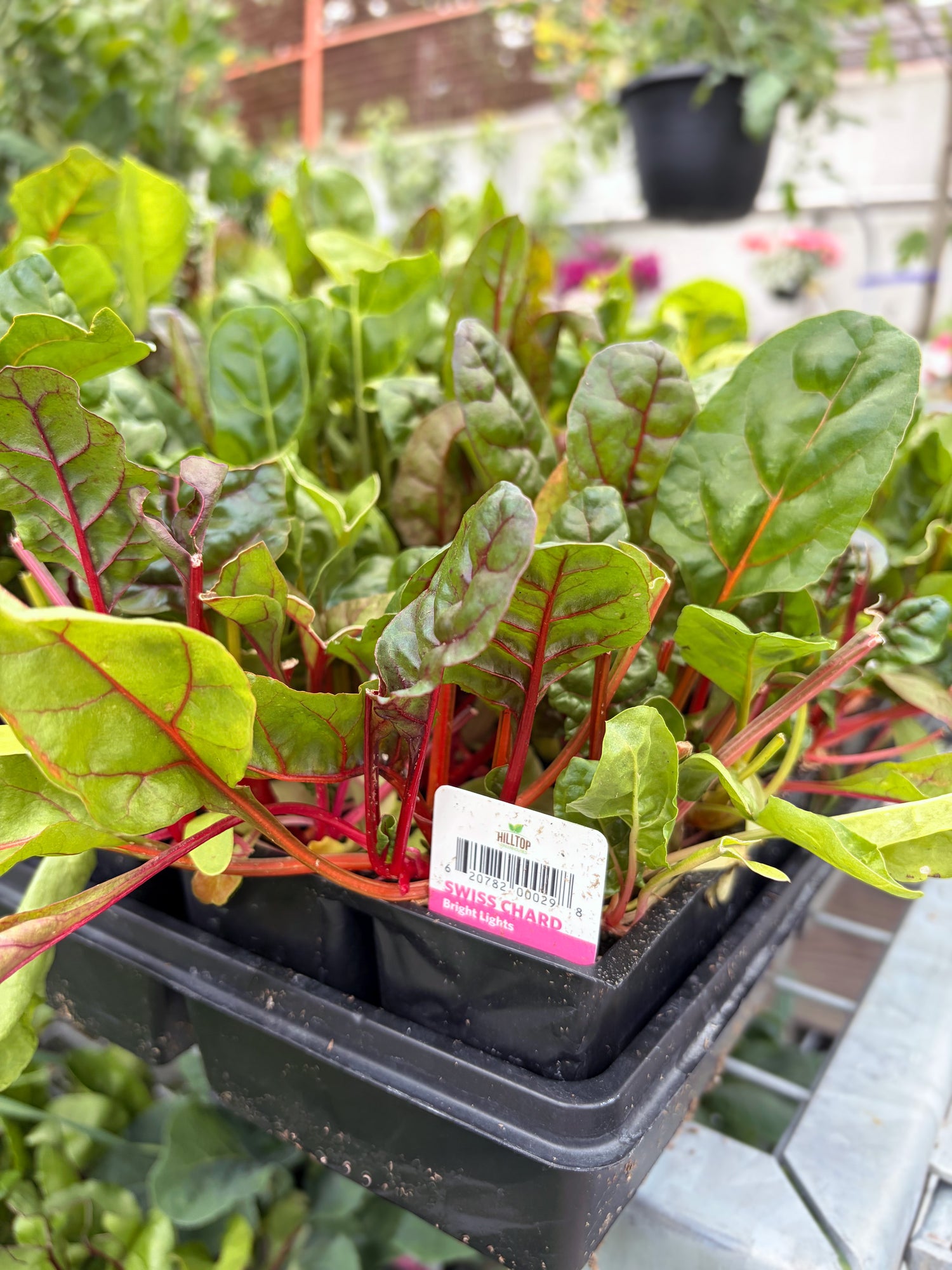 606 Swiss Chard