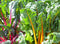 Bright Lights