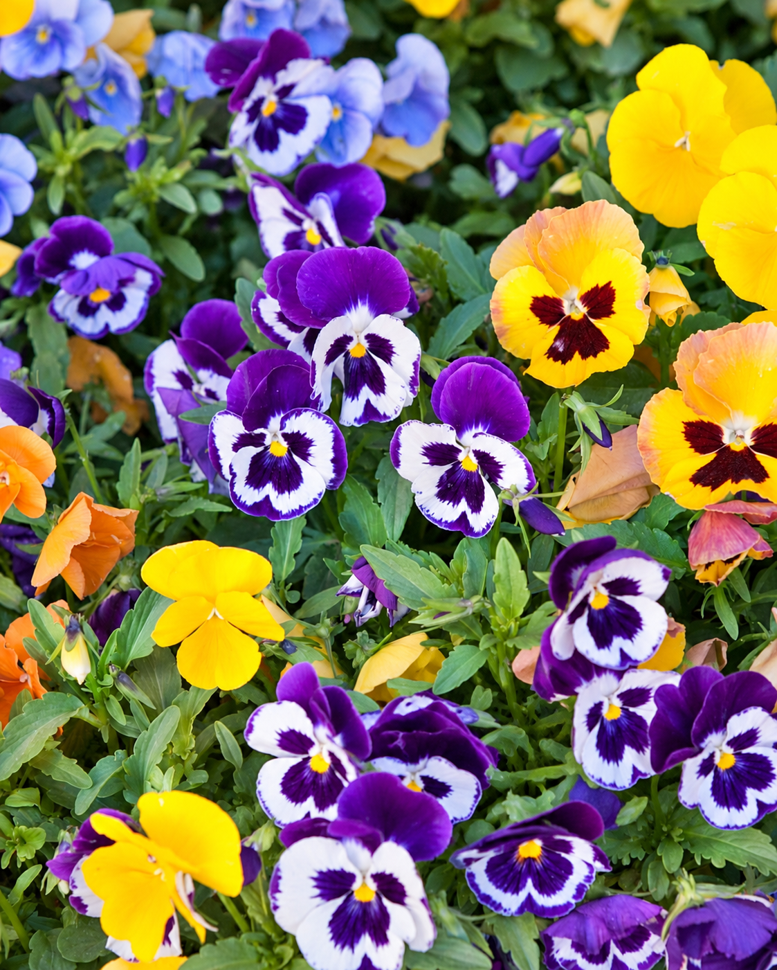 606 Pansy Matrix Mix