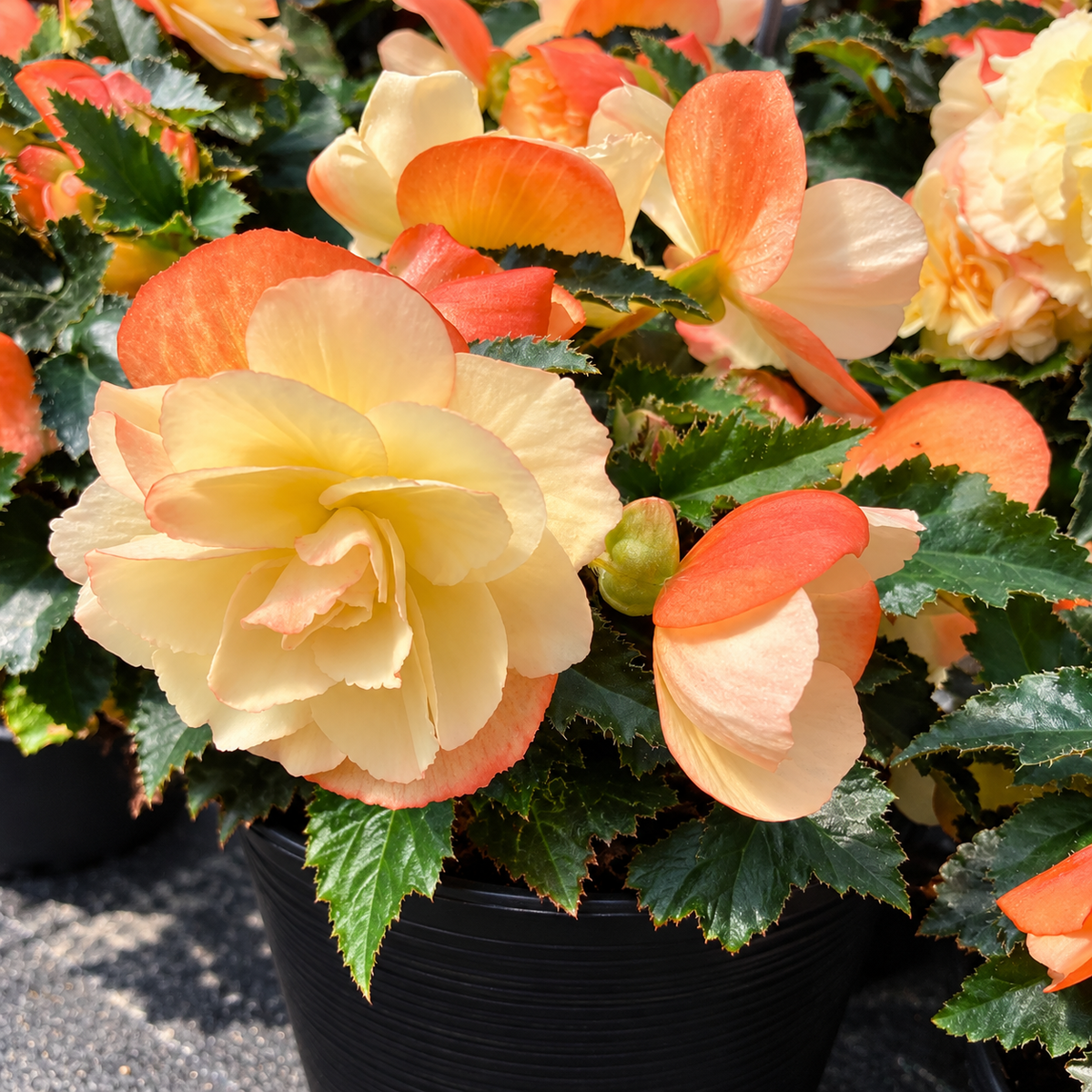 Begonia I’Conia ‘Bacio’ Assorted – 6" Pot