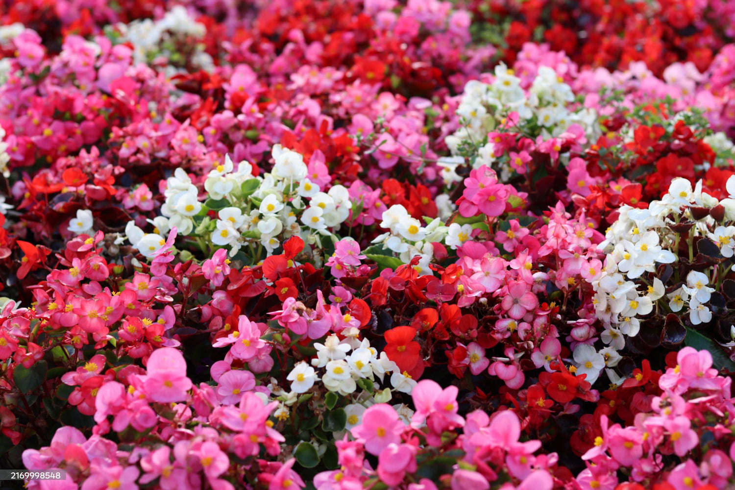 6" Begonia