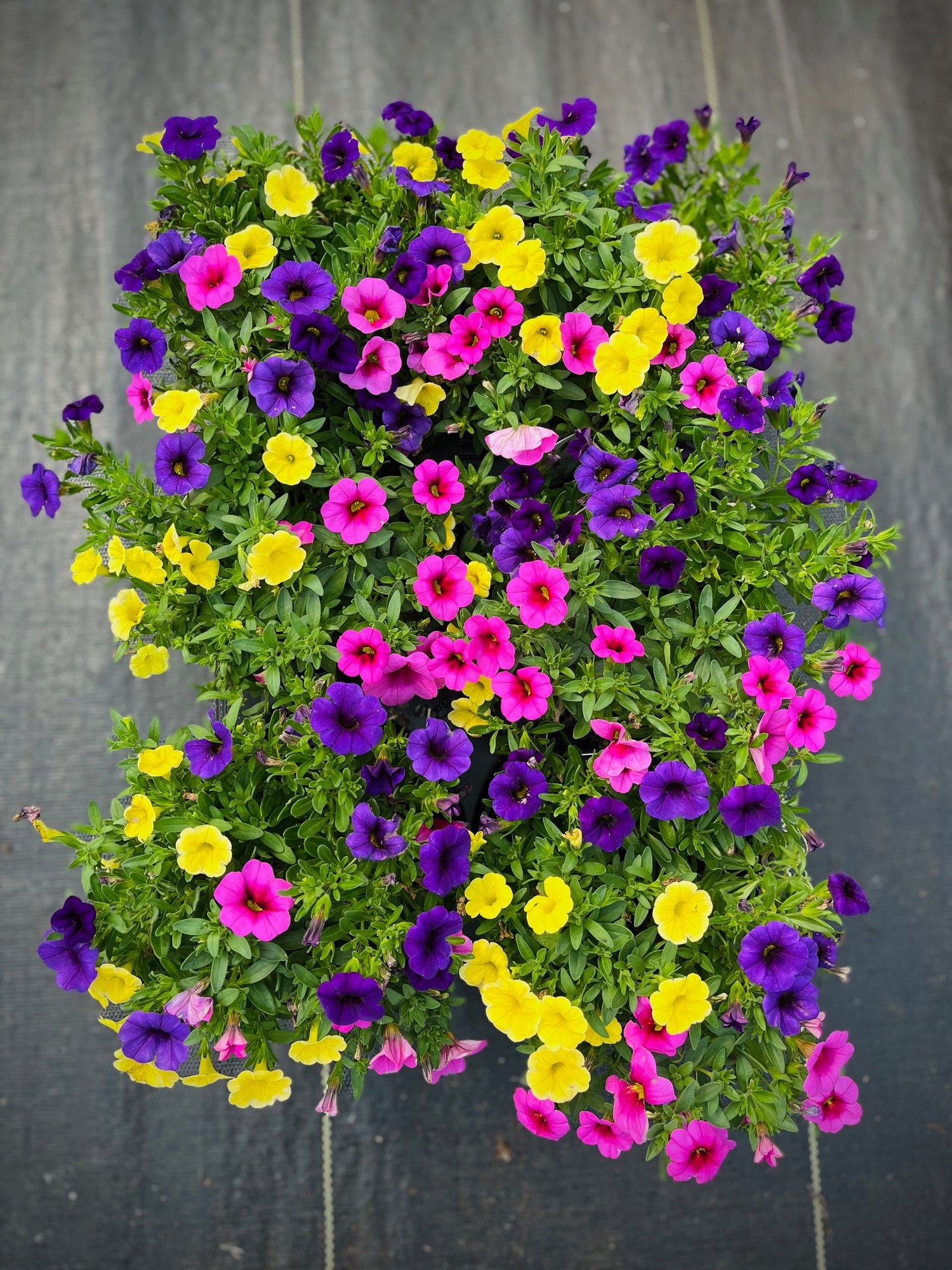 6" Calibrachoa