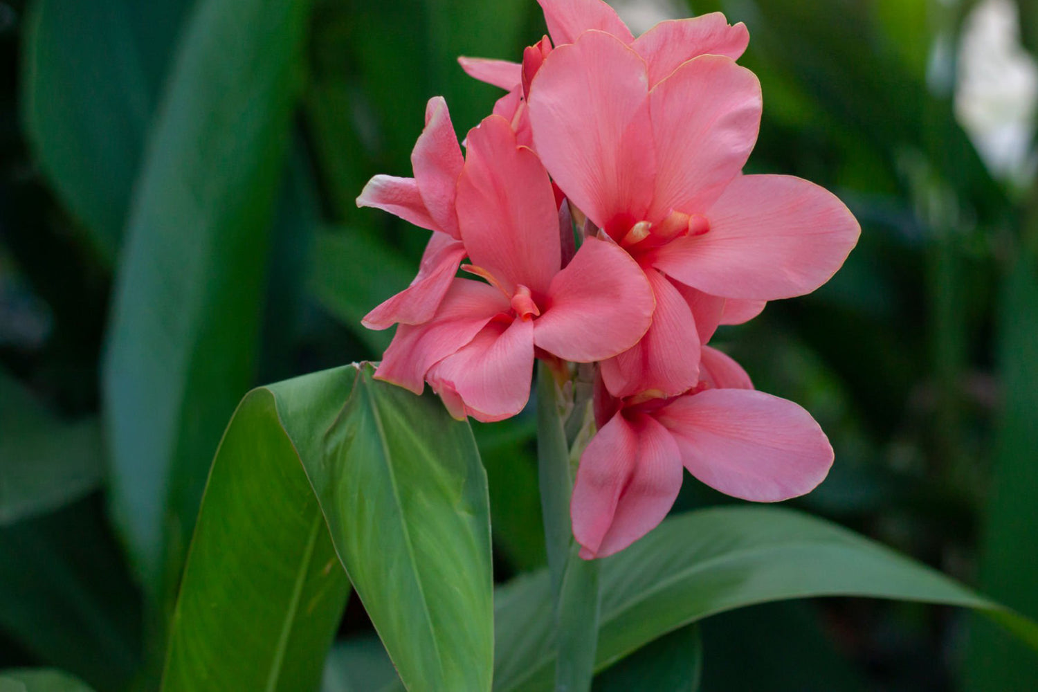 6" Canna Cannova Green Leaf