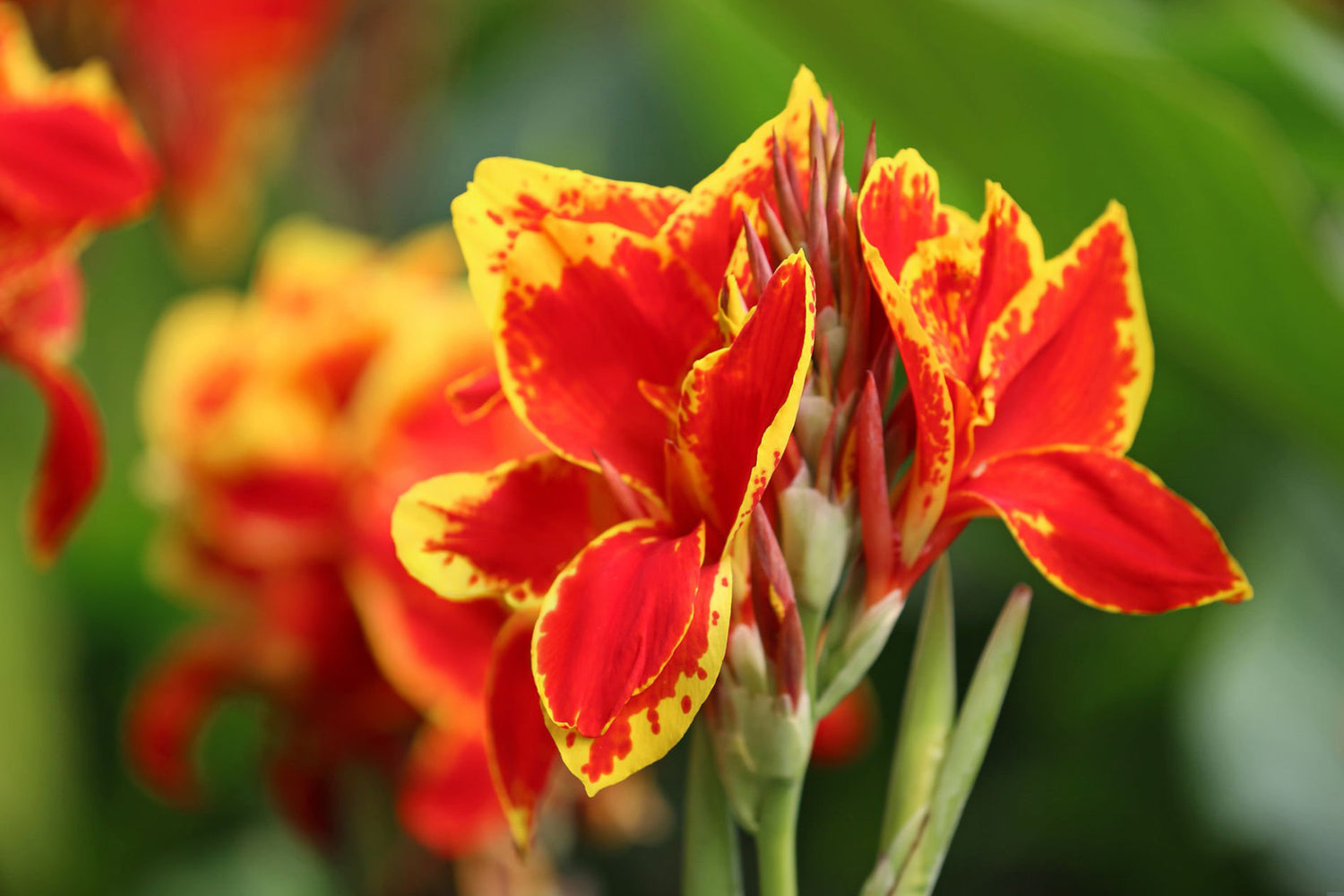 6" Canna Cannova Green Leaf