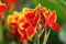 Red Golden Flame