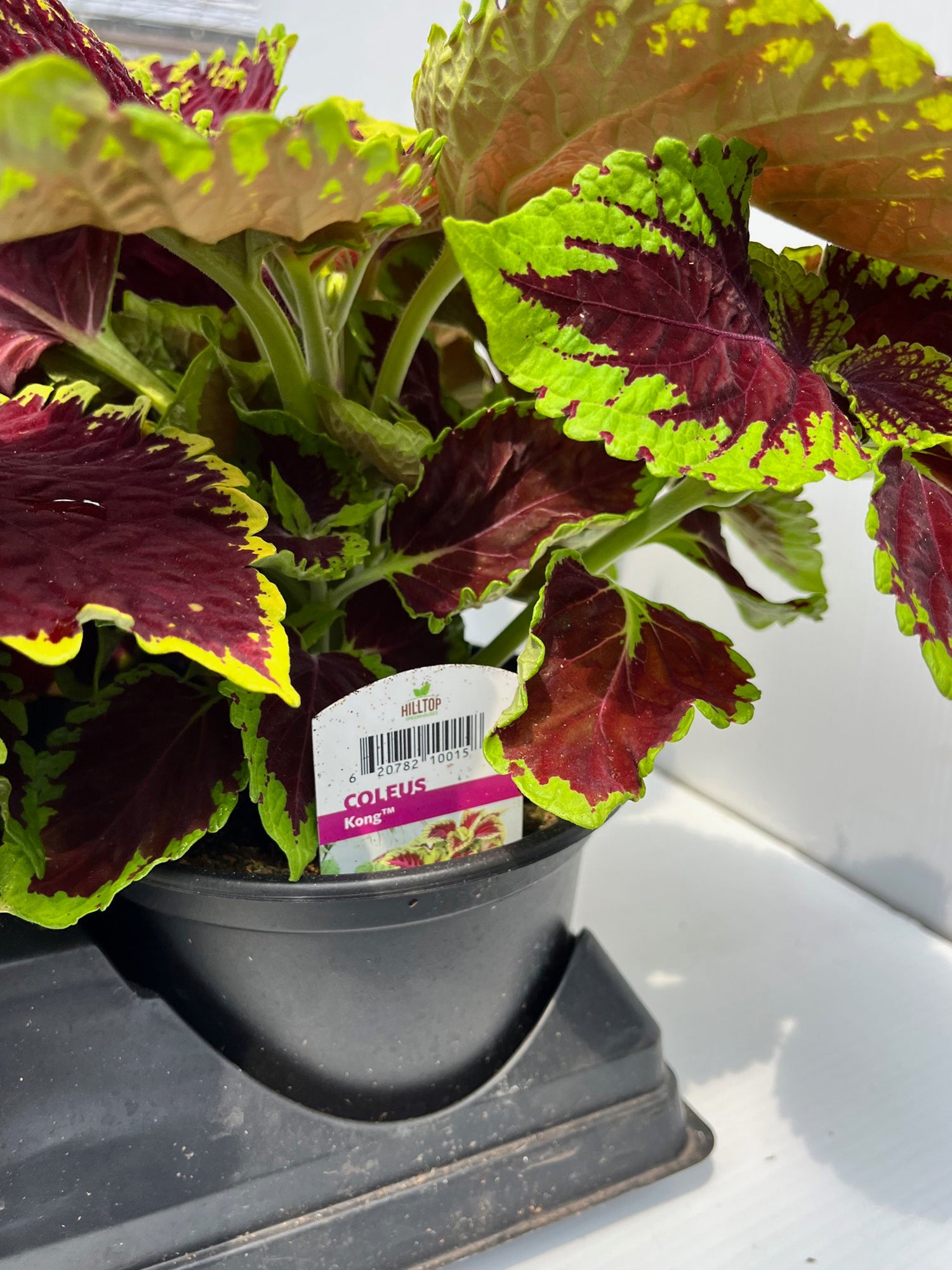 6" Coleus Kong