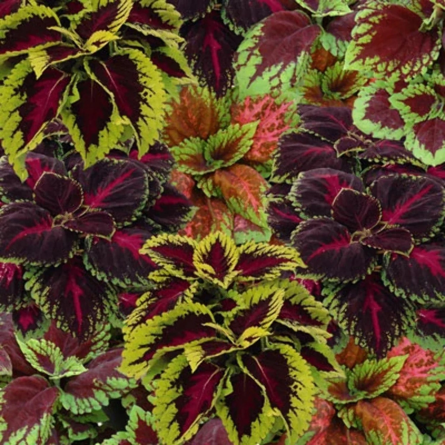 6" Coleus Kong