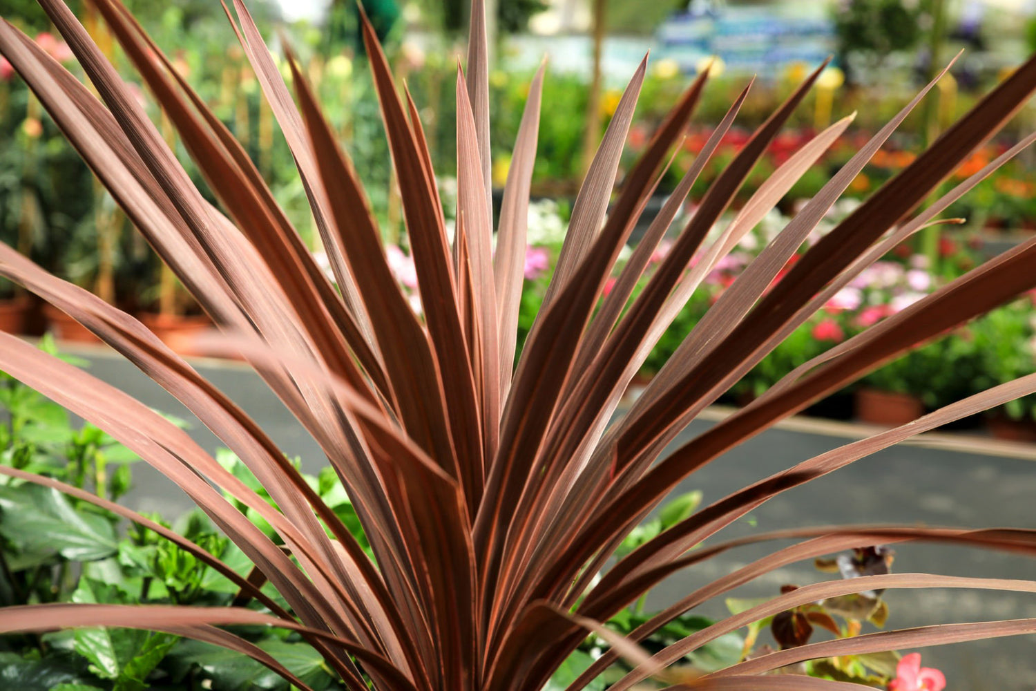 6" Cordyline Red Sensation