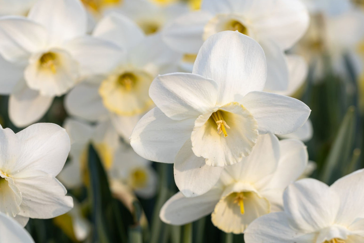 6" Daffodil