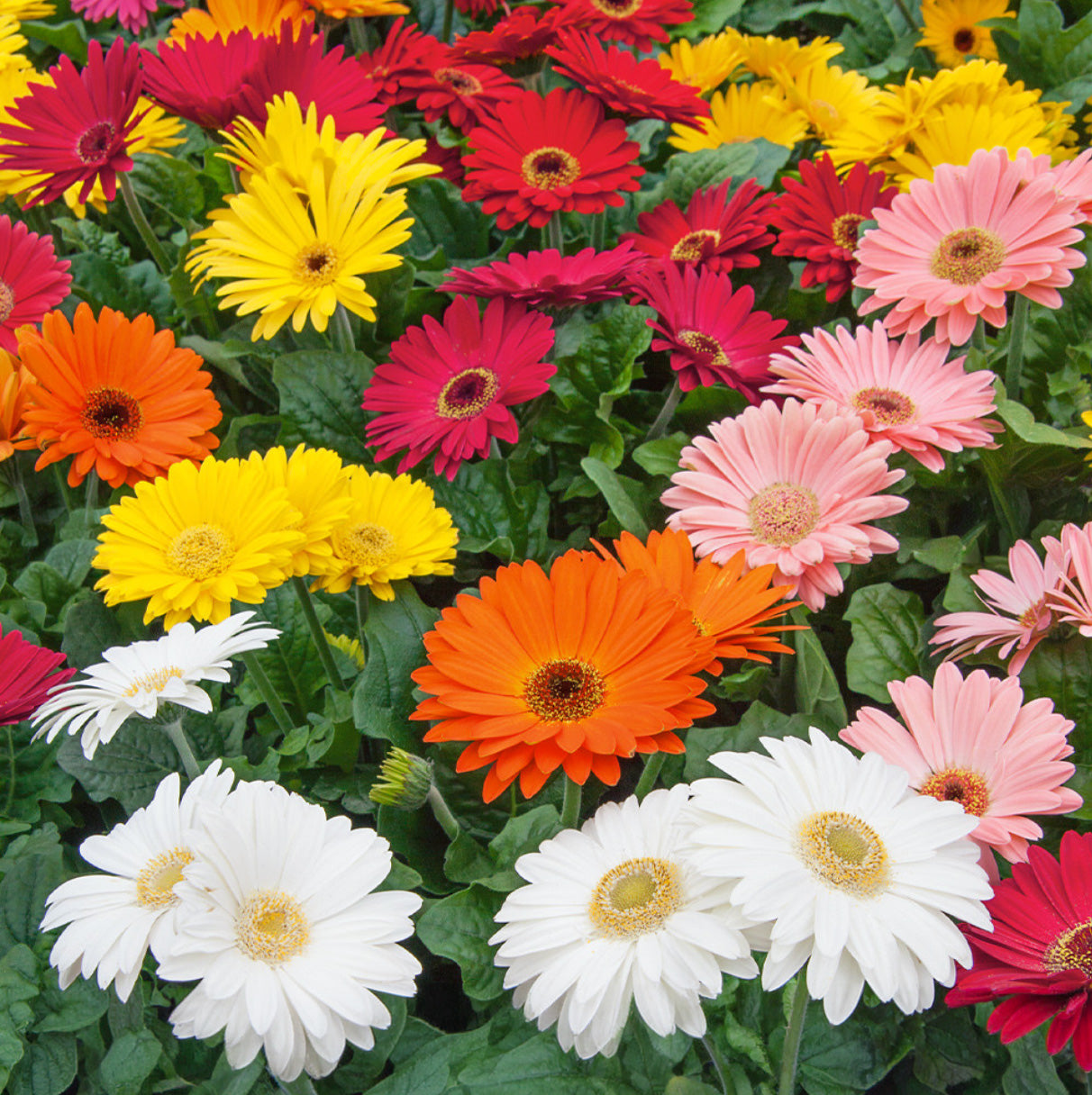 6" Gerbera Revolution