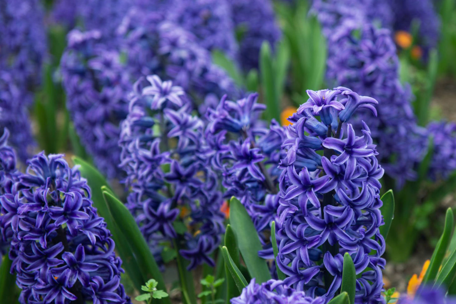 6" Hyacinthus