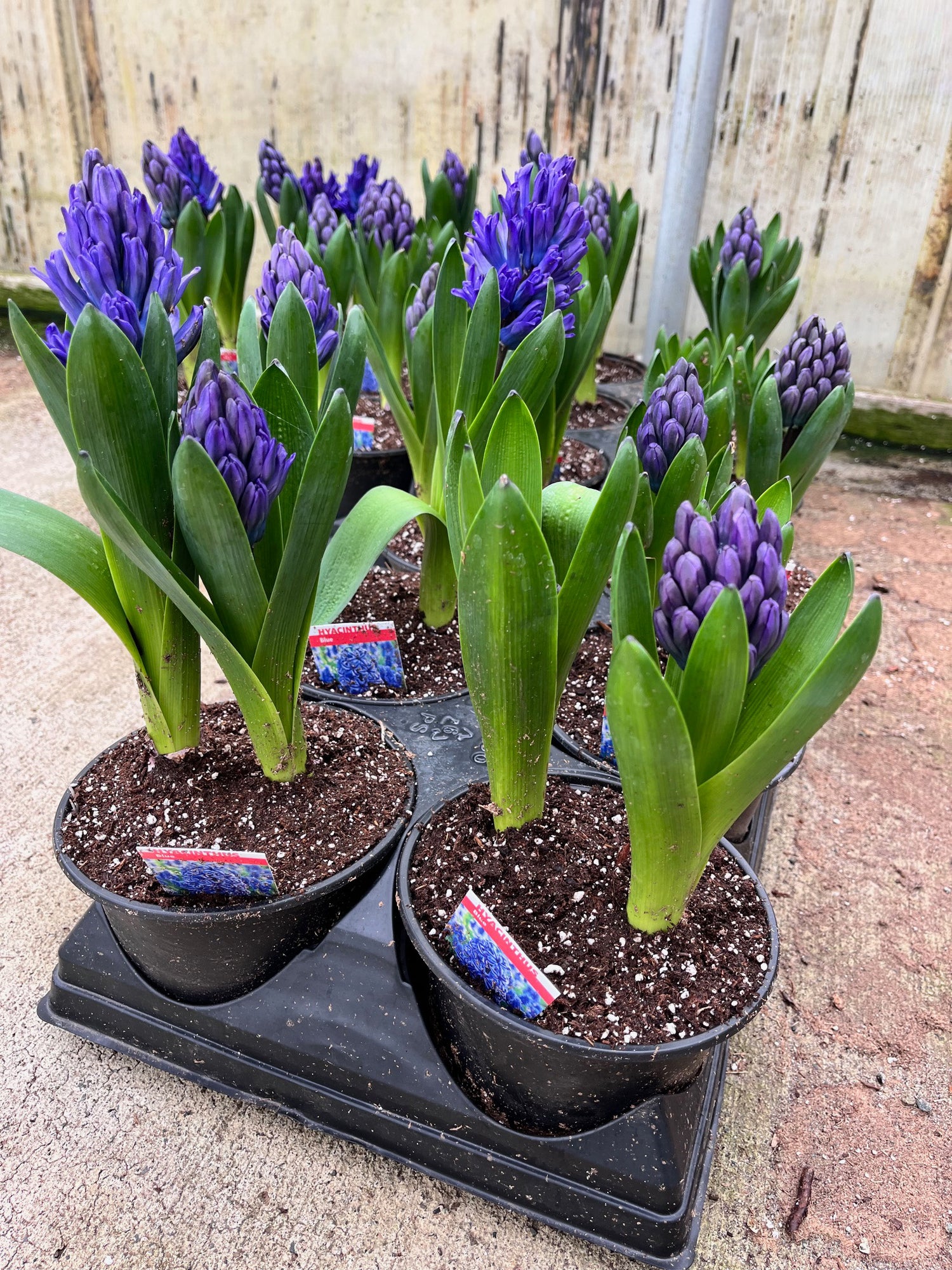 6" Hyacinthus