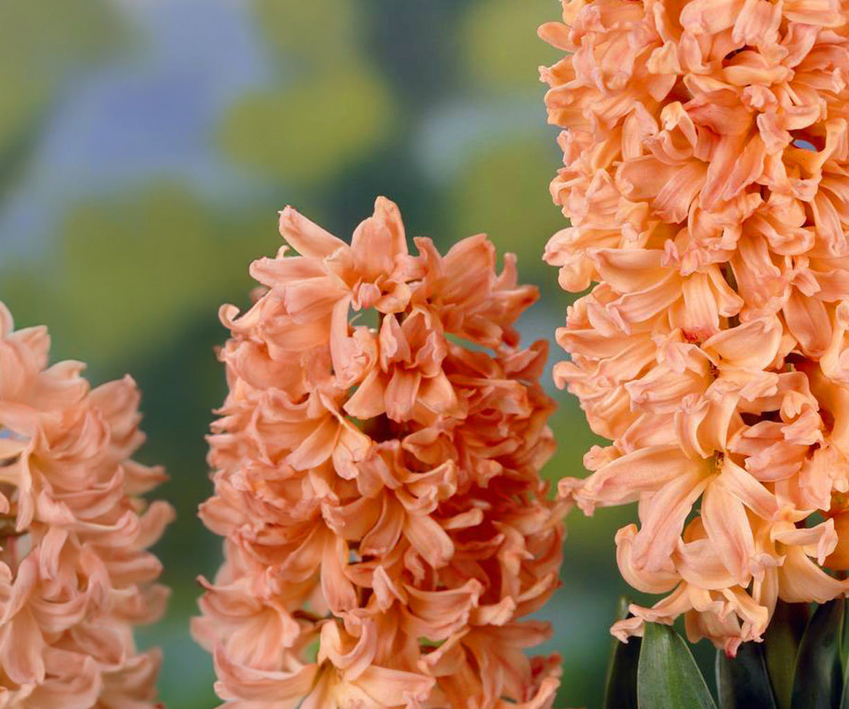 6" Hyacinthus
