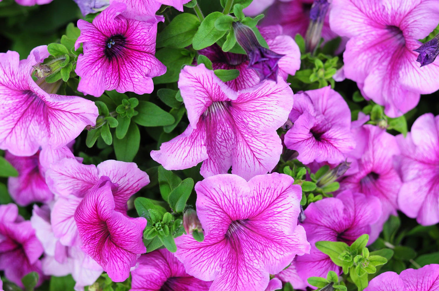 606 Petunia Limbo
