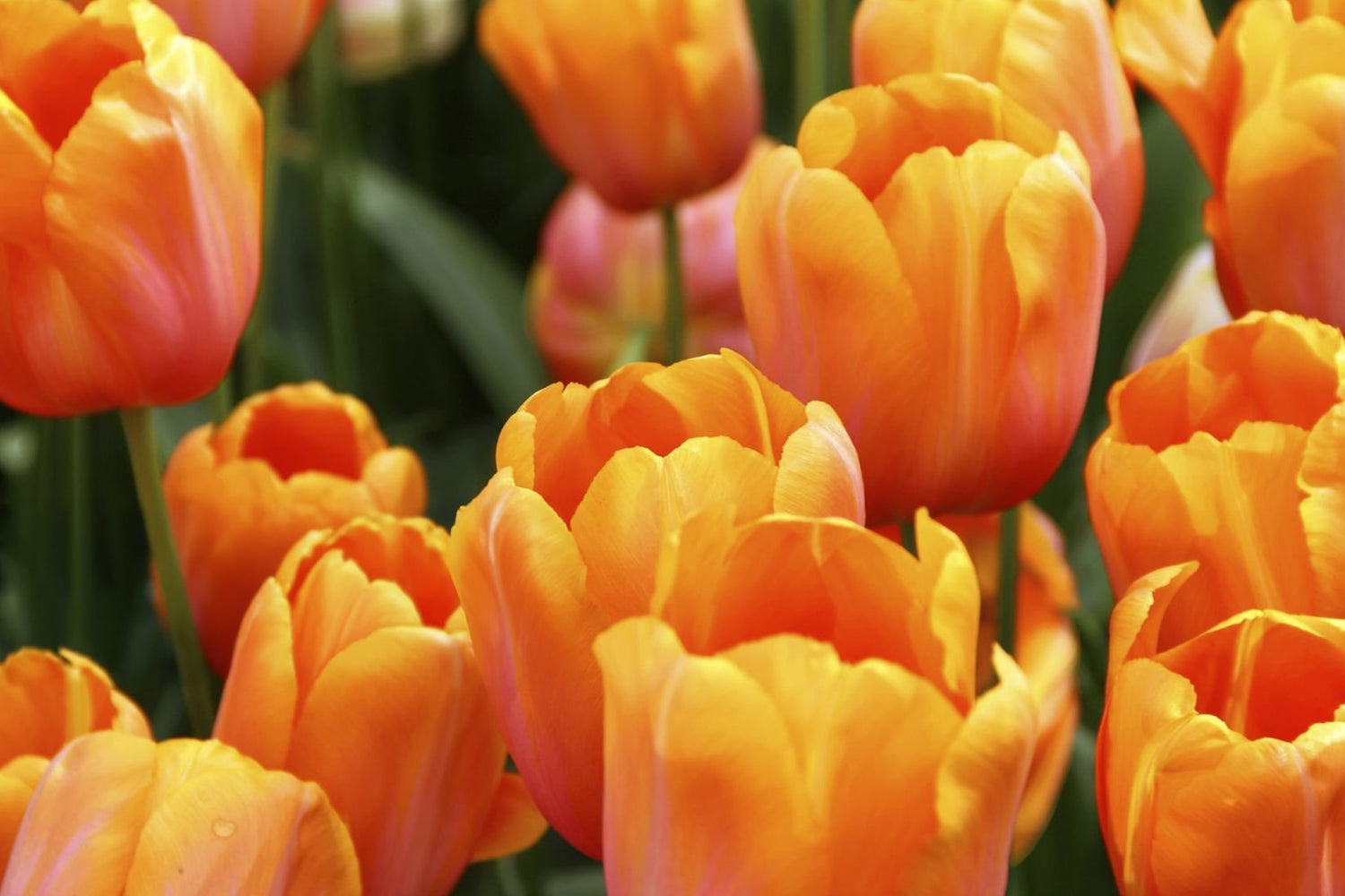 6" Tulip