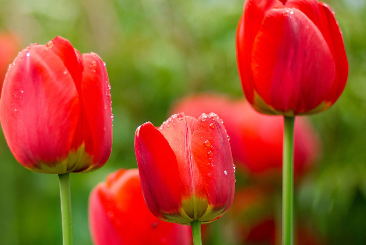 6" Tulip Plant