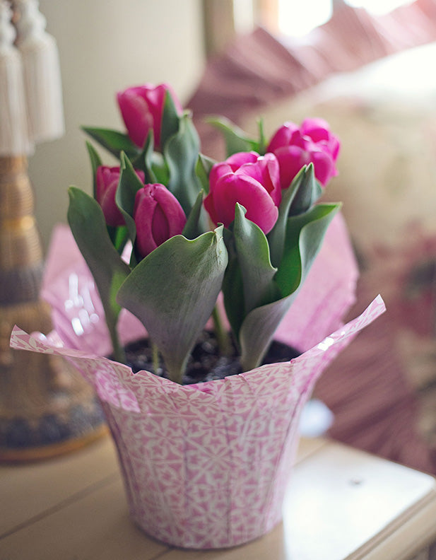 6" Tulip