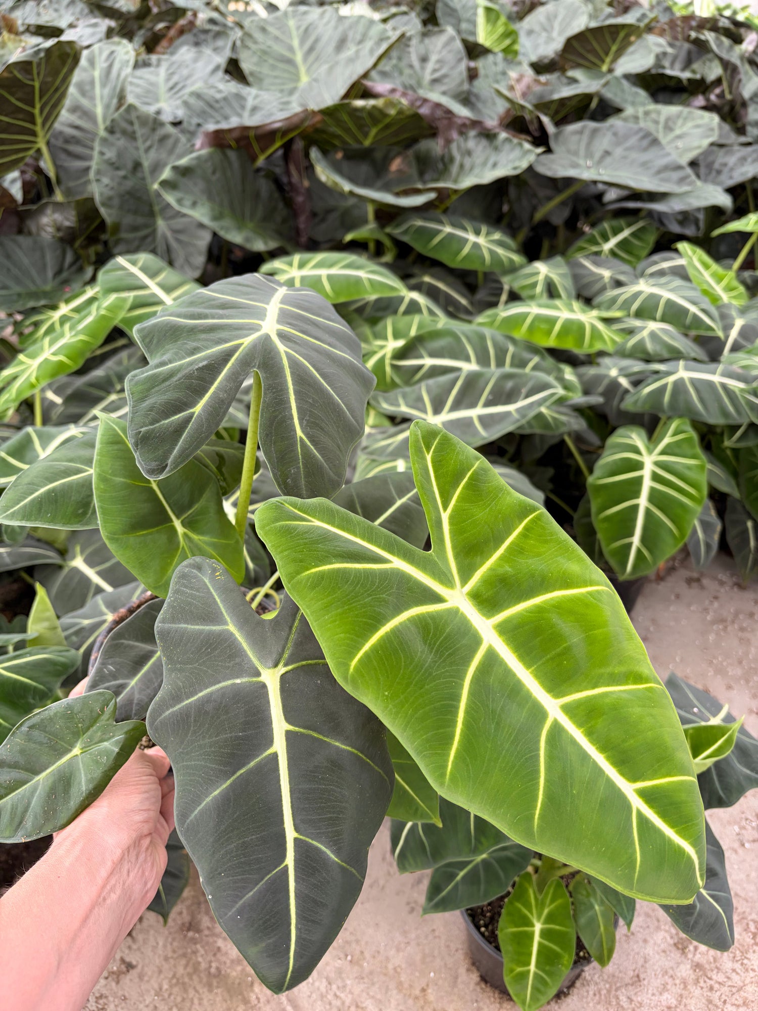 6" Alocasia Frydek
